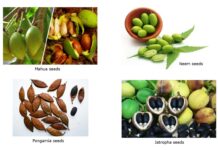 Is the Time Ripe for Biodiesel in India?