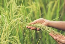 Biodiversity Seed Banks in India
