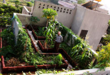 Eco-friendly gardening: Creating a more sustainable patch of greenery Rooftop-Garden_India
