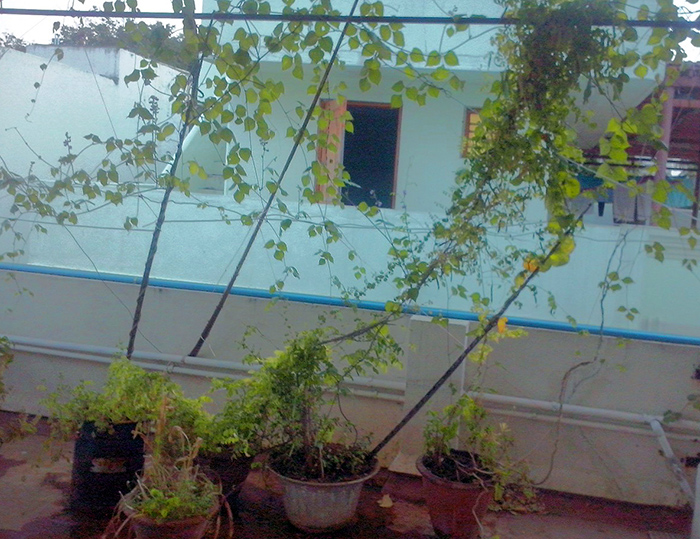 kitchen-garden-India