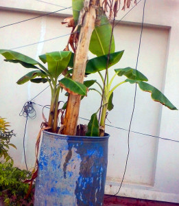 rooftop-kitchen-garden-India2