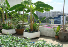 Start a Refreshing Rooftop Kitchen Garden Rooftop kitchen garden India