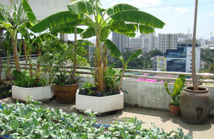 Rooftop kitchen garden India