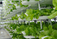 Vertical Farming in India – Is this Hitech Idea Suitable for India? vertical-farming-3