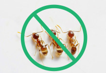 Natural Pest Control Methods at Home Natural-Pest-Control-Methods