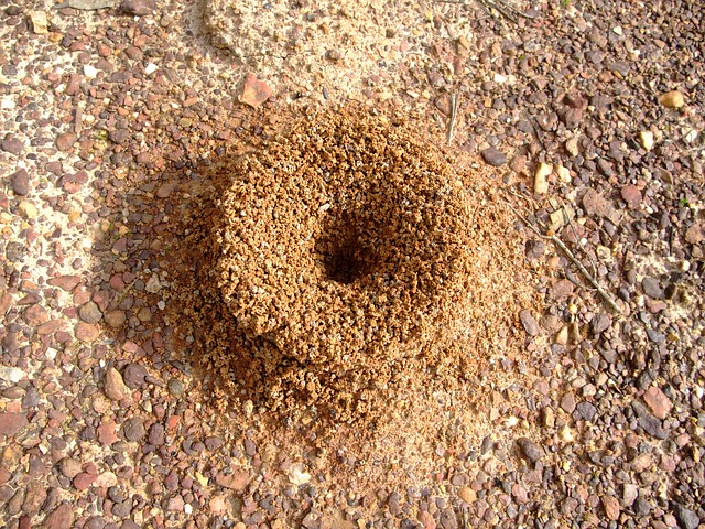 Ants: Builders of Mounds
