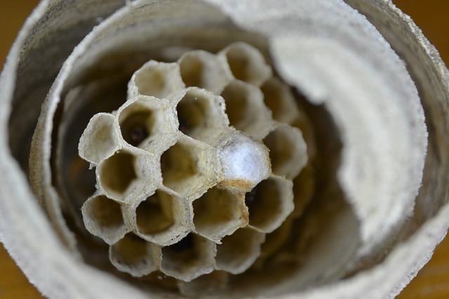 Wasps The Master Masons