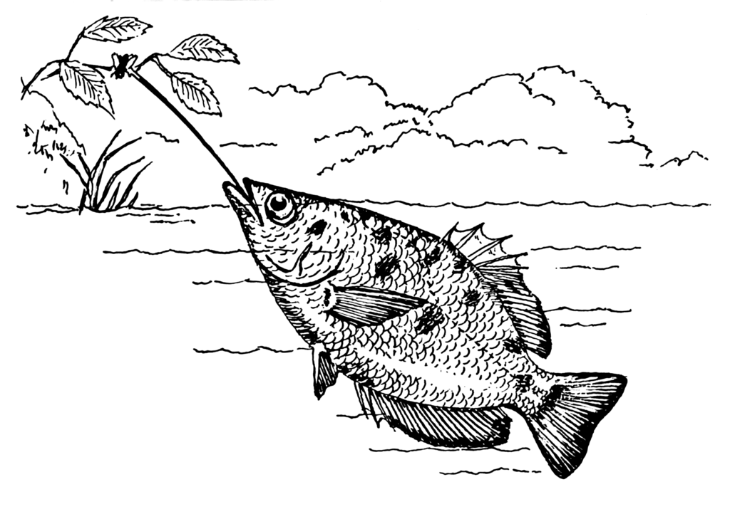 Robin Hood Fish Archery