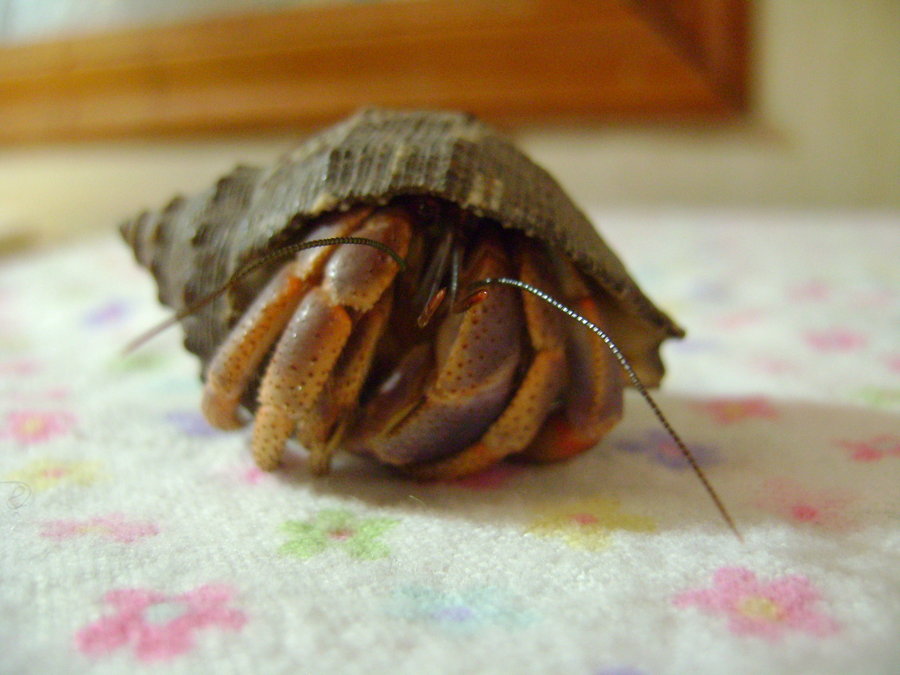 Hermit Crab Nomadic Wanderer