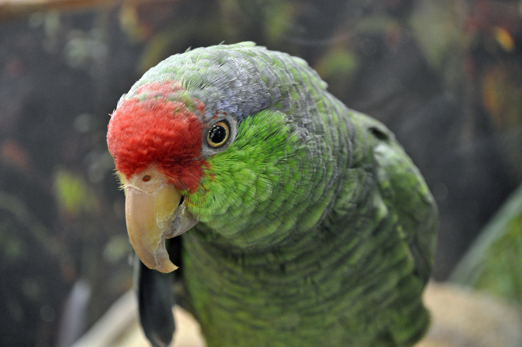 Parrots - The Mimicry of No Voice