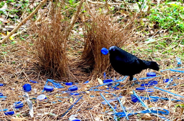 Bower birds: The Love-Impelled Architects