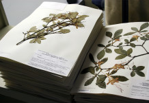 Herbarium JCB – Preserving India’s Rich Biodiversity Herbarium