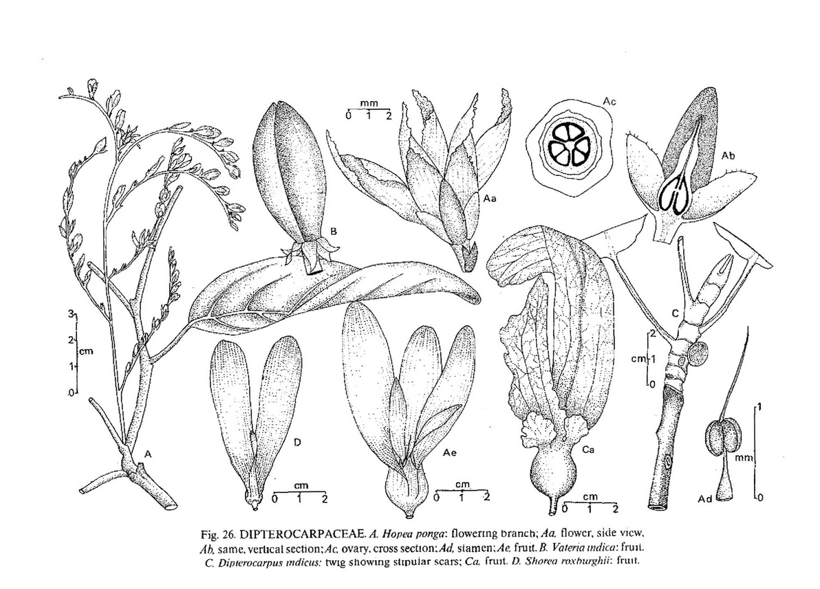 Herbarium-Preserving-our-Rich-Biodiversity-2