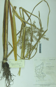 Herbarium-Preserving-our-Rich-Biodiversity-3
