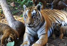 India Updates Wildlife Protection Amendment Bill to Ensure Better Protection Wildlife-Protection-Society-of-India-(WPSI)