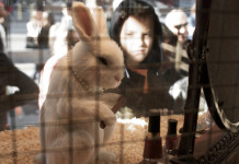 10 Indian Cosmetic Companies That Do Not Practice Animal Testing Animal testing in India