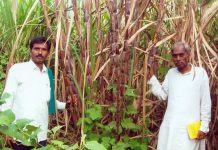 Reducing Agriculture GHG Emissions must be Top Priority for COP28 Natural-Farming-in-India-Subhash-Palekar