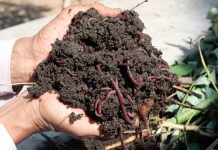 Vermicomposting – Producing Manure with Earthworms Vermicomposting_worms