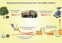 Karnataka Spearheads Biodiesel Movement in India Eco Ideaz