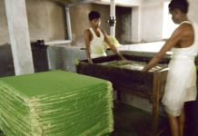 Kritika Parwal Innovates Unique Plantable Paper Tomato & Co Process