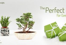 Try Green Gifting for the New Year Nurturing Green Gift