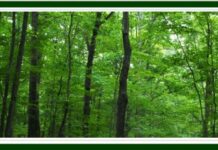 India State of Forest Report shows positive change in tree cover