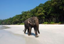 Effectively Managed Eco-tourism Can Preserve Enchanting Andamans ecodaez