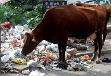 New mantra for Single Use Plastics: Refuse, Reduce, Reuse and then Recycle! ecodaez