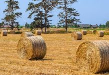 Back to Nature: Pros and Cons of using Natural Building Materials ecodaez