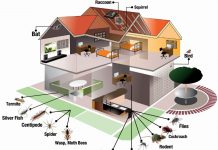 House Cleaning Tips to Prevent Pest Infestation