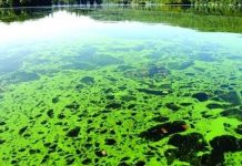 Fuel from Algae Promises to be a Clean Green Energy Source Eco Ideaz