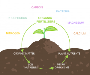 biofertilizers boost plant growth