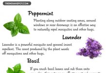 Eco-Friendly Repellents to Get Rid of Common Garden Pests Eco Ideaz
