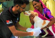 Animal Lover NGOs in India that go the extra mile Eco Ideaz