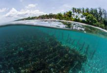 Seaweed Farming Could Be The Answer To India’s Climate Change Contribution Eco Ideaz