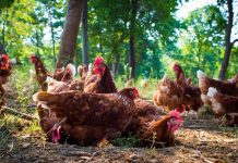 Is Organic Free-range Chicken A Healthier Alternative? Eco Ideaz