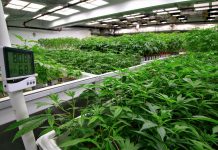How To Design A Grow Facility For Your Plants Eco Ideaz
