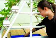 Choosing the Right Kind of Hydroponics Systems for your Plants Eco Ideaz