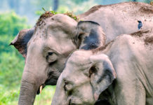 Aaranyak Ensures Human-Elephant Harmony Through Solar Power eco Ideaz