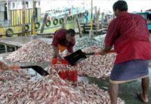 Fish Scales to be Turned into Green Energy for Medical Devices