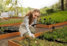 How to Choose The Perfect Shrubs For Your Garden