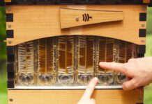 Latest Smart Technologies That Positively Impact Bee Farming