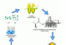How Long Does It Take For Biodegradable Plastics To Decompose?