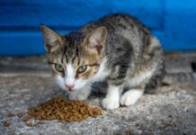 Guide to Choose the Best Eco-Friendly Pet Foods