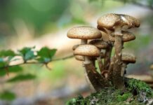 Mycoremediation can Work Wonders for Water Pollution
