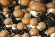 Can Mushroom Spore Cultivation Sustainably Benefit Our Planet?