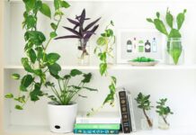 How Flowering Plants Improve Indoor Air Quality and Promote Respiratory Health