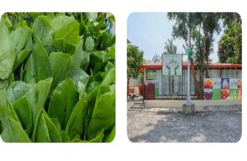 Bhoomi Organics