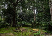 Sacred Groves of India: Where Forest Meets Faith