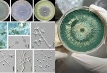Can Trichoderma Harzianum Prevent Fusarium Wilt in Cucumbers?
